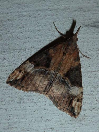 Hypena obsitalis